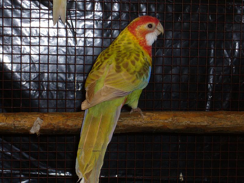 Ortsschau Langenberg 2008 150.jpg - Prachtrosella von Werner Winkenhoff Preis al 95 Z